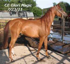 Glori