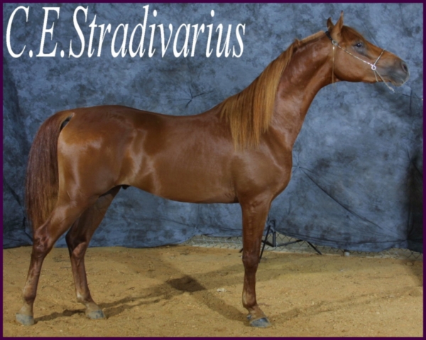 Strad.jpg