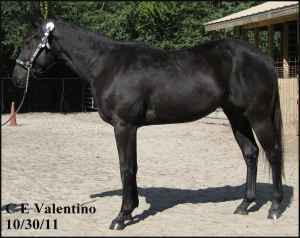 Valentino
